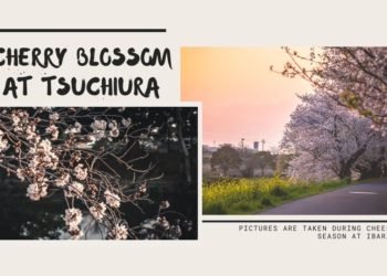 Best Cherry Blossom Spots in Tsuchiura