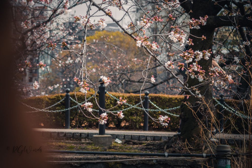 Cherry Blossom in Ueno Park Tokyo RGWords Photography