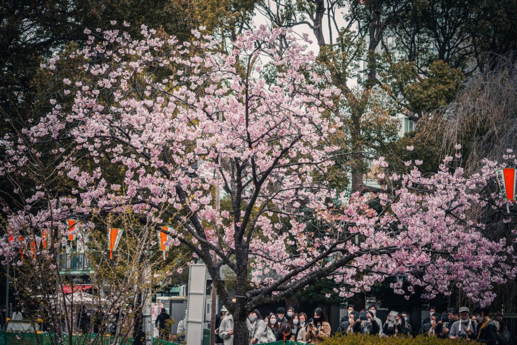 Pink Sakura Cheery Blossom Viewing in Tokyo RGWords
