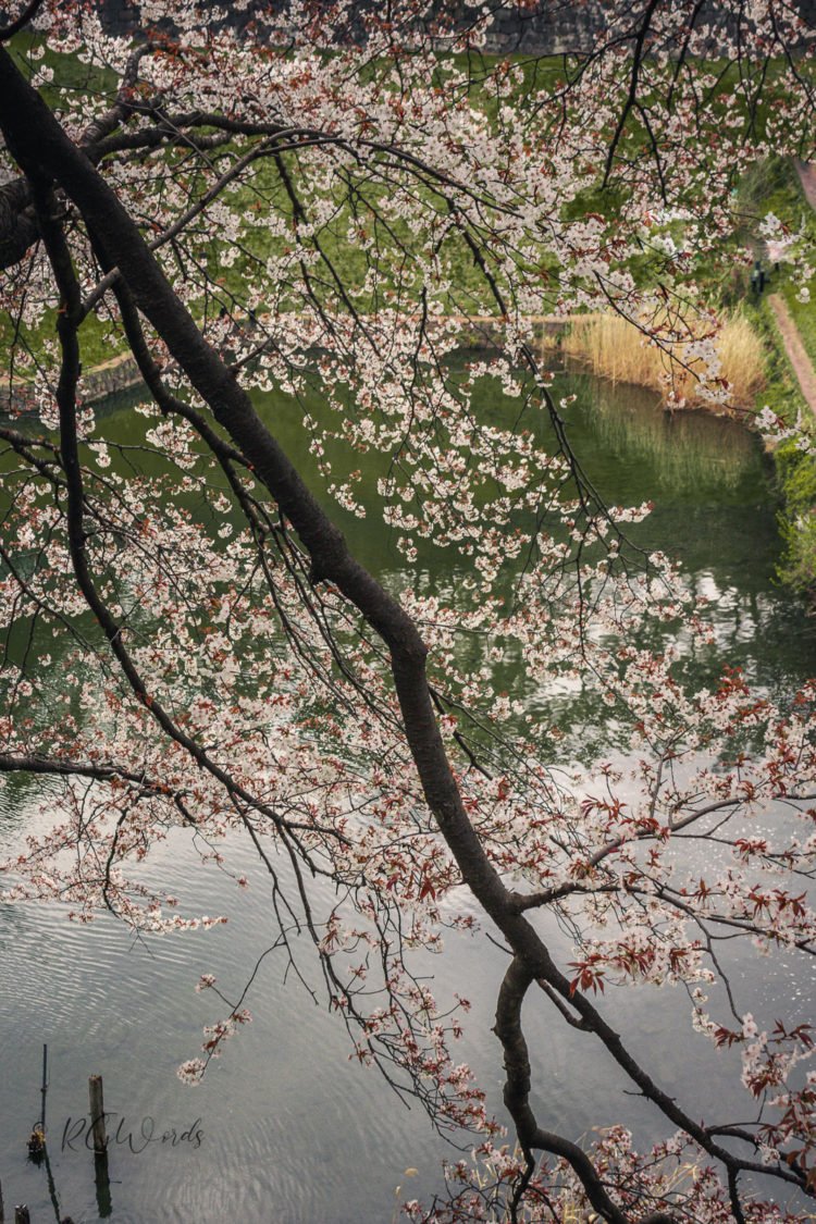 Cherry Blossom hanging in lake near Imperial Place Tokyo Japan RGWords