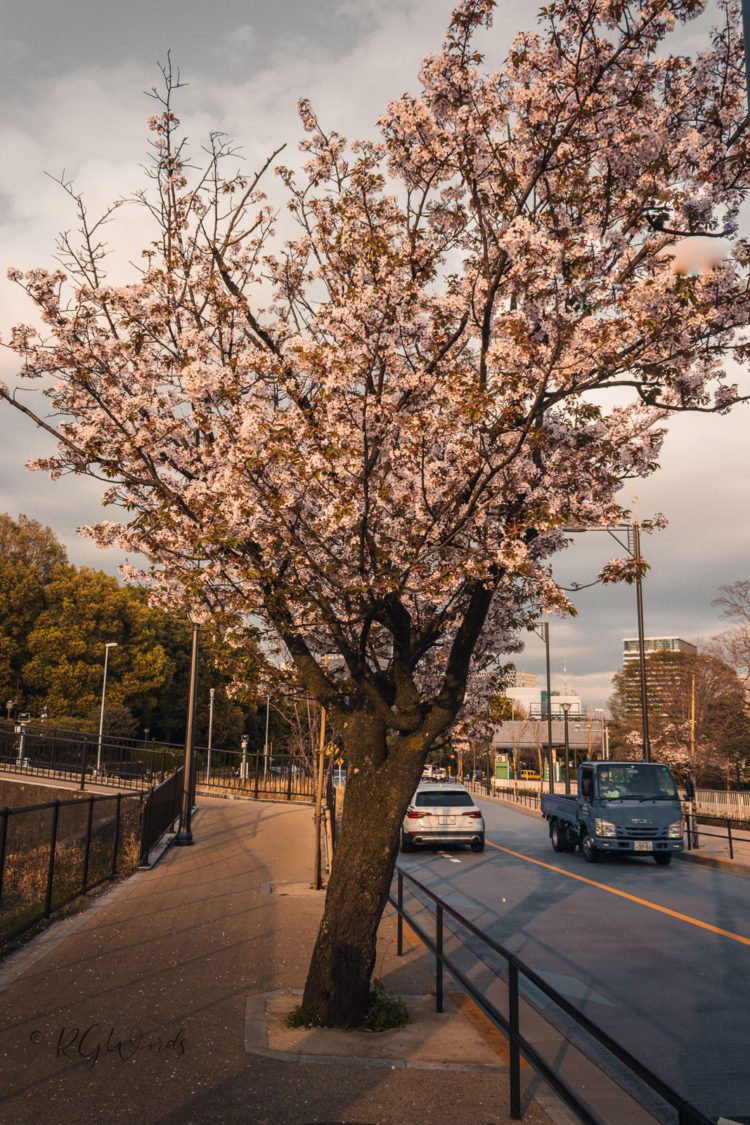 Yellow Cherry Blossom Tree near Road in Tokyo Japan RGWords