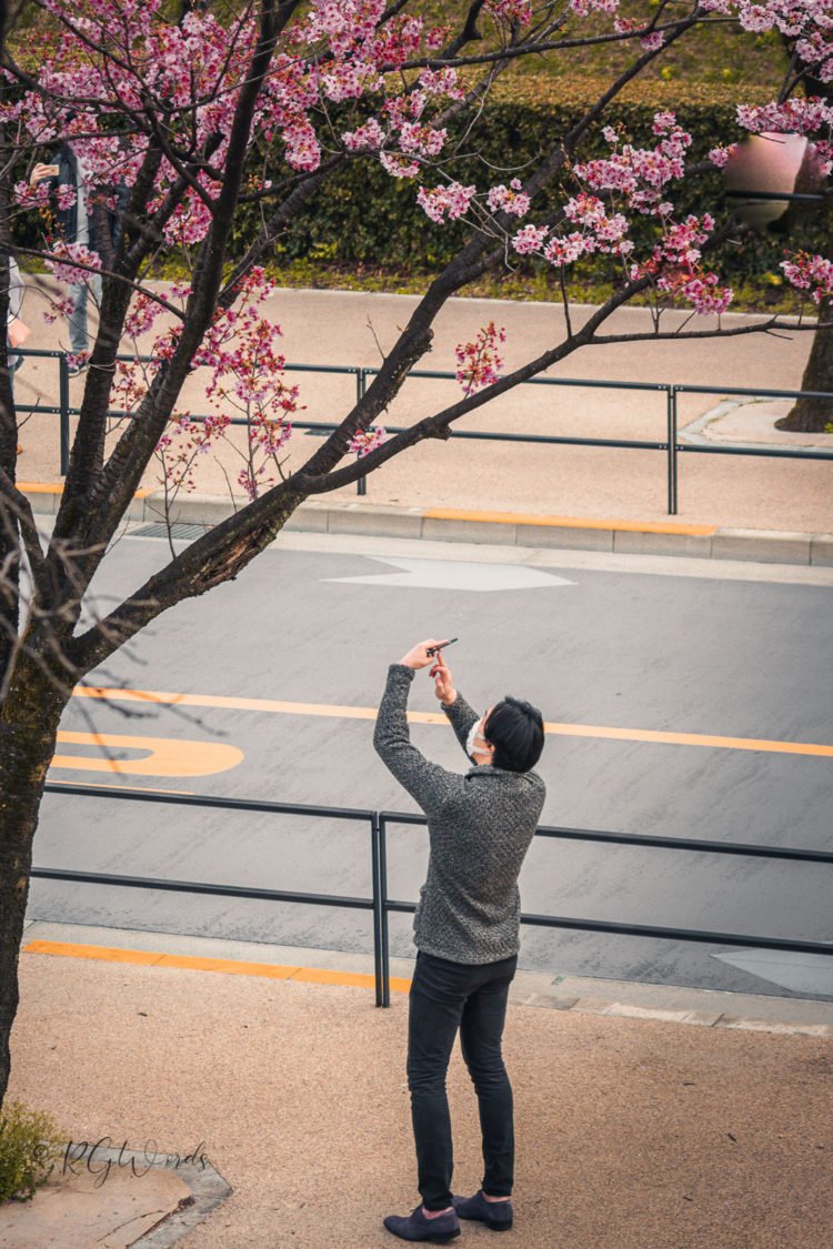 Men is taking selfie during sakura festival cherry blossom RGWords