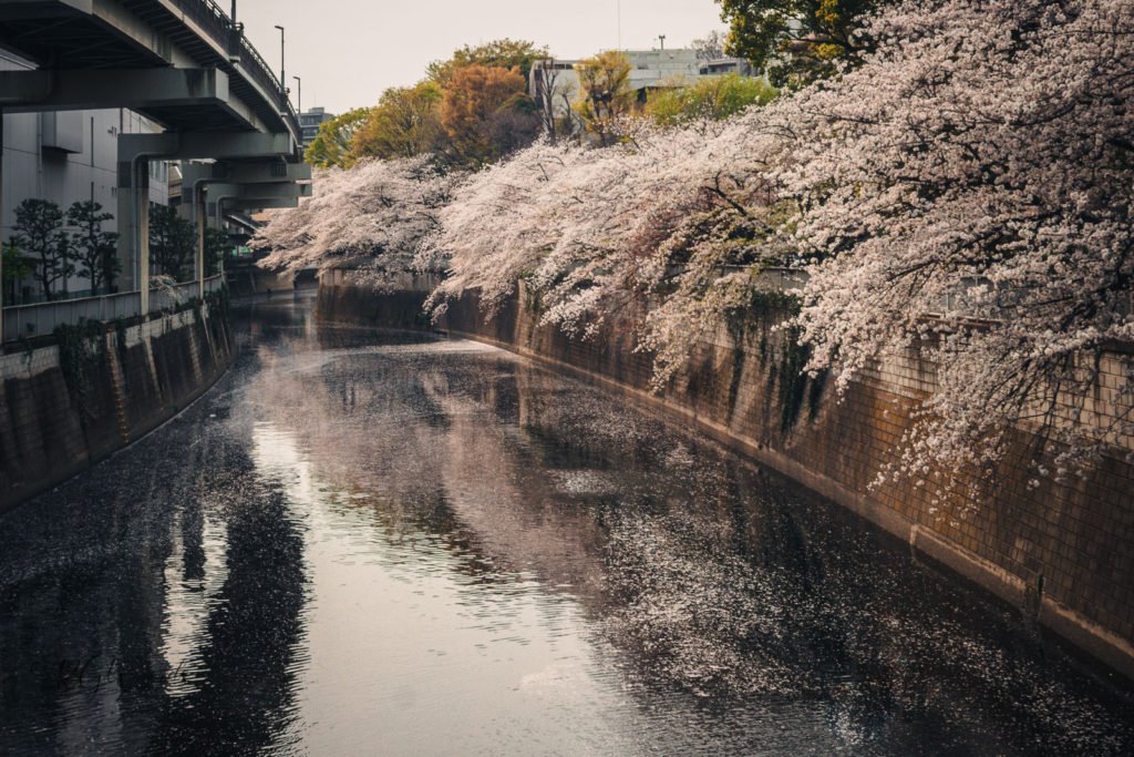 Sakura in tunnel Edogawa Pak in Cherry Blossom RGWords Landscape Photography