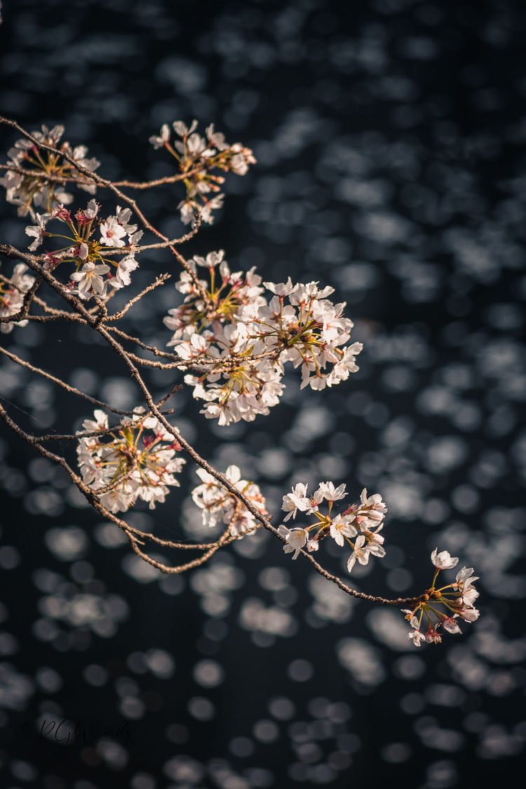 Cherry Blossom with Background blur with leaves on water RGWords