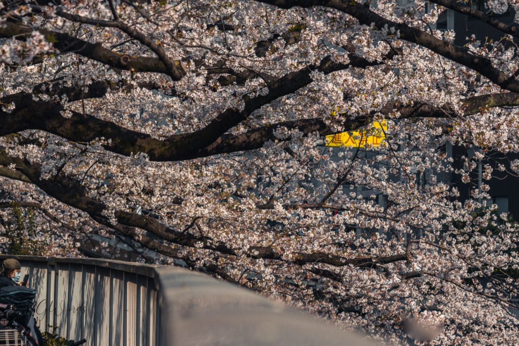 Cherry Blossom Full Bloom Landscape RGWords