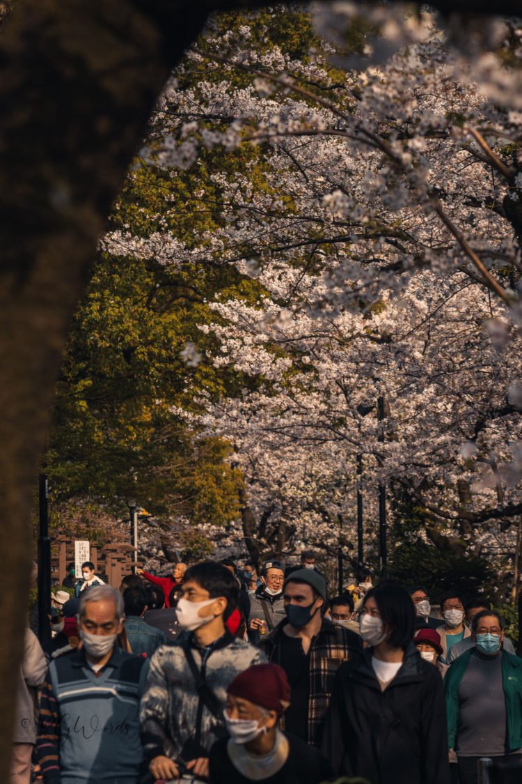 Hanami Cherry Blossom Tokyo Festival RGWords Photography