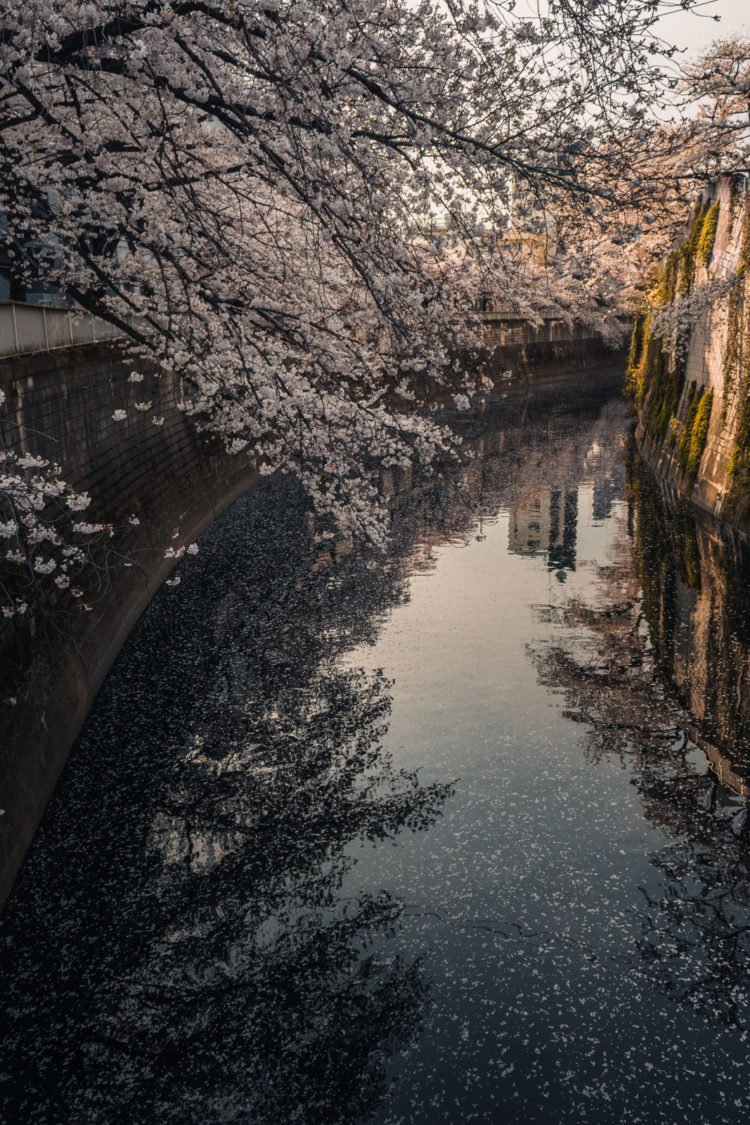 Sakura Photography RGWords