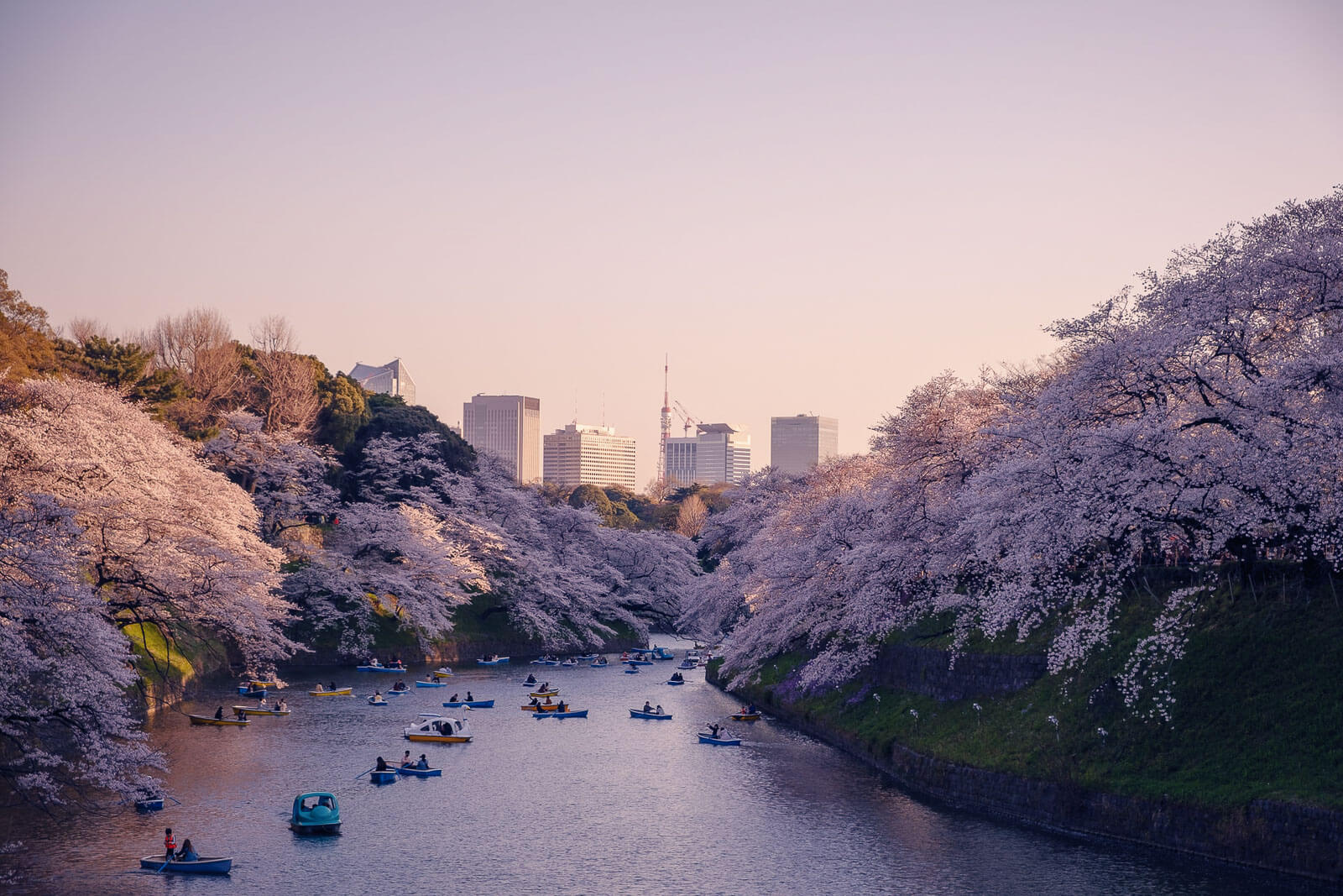 The 5 Best Places to See Cherry Blossom in Japan 2024 - RGWords