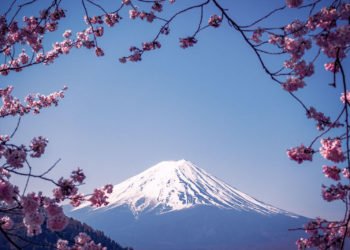 Cherry Blossoms in Japan, Mount Fuji Sakura View