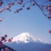 Cherry Blossoms in Japan, Mount Fuji Sakura View