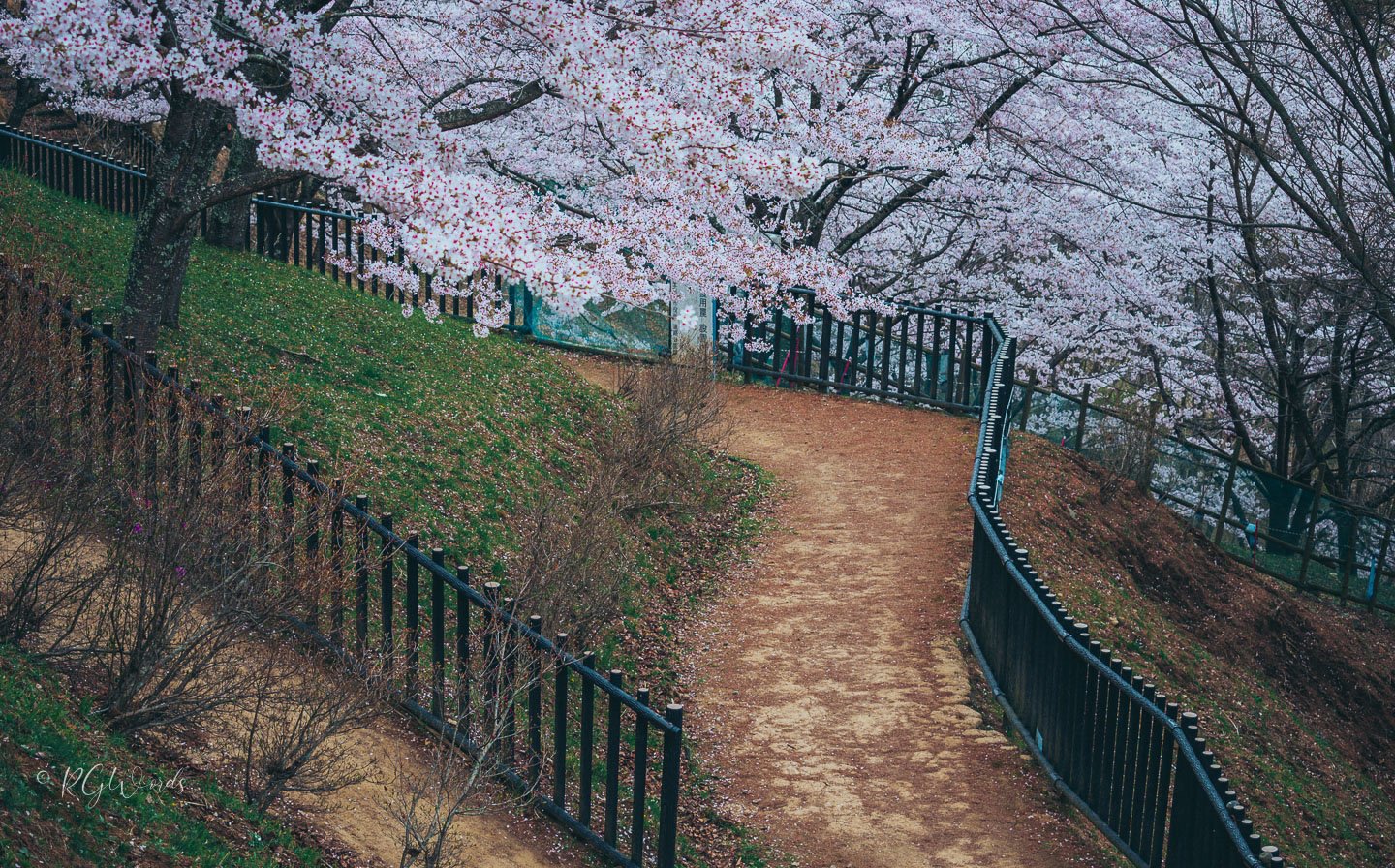 Chureito Pagoda landscape photography