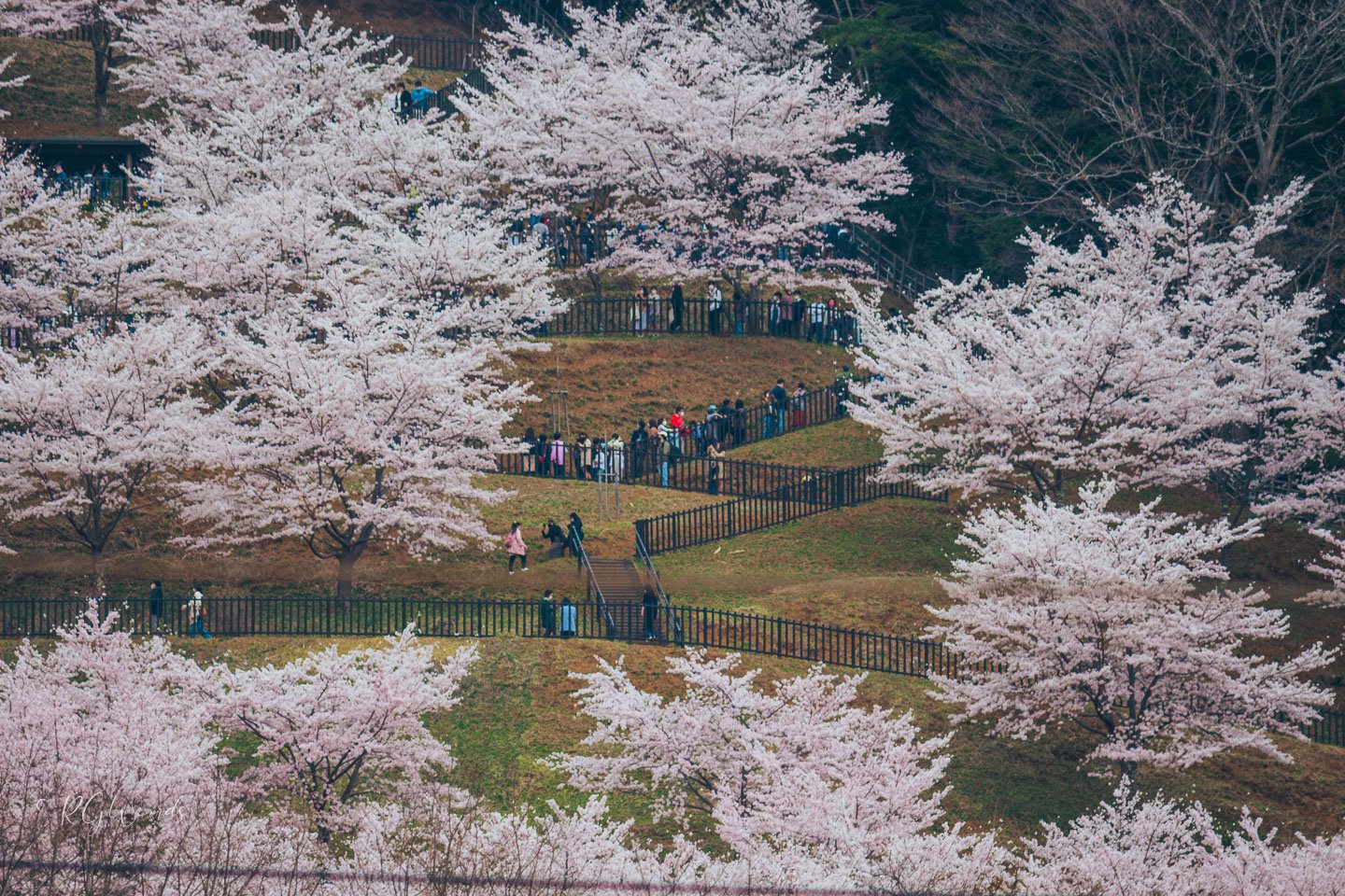 Chureito Pagoda