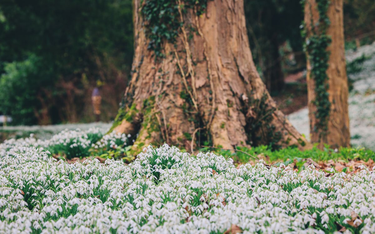 Painswick Rococo Garden | A Natural Retreat in the Heart of Cotswolds