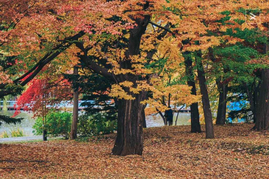 Autumn in Sapporo Fall Wonderland