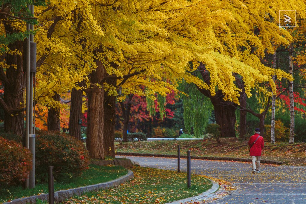 Sapporo's Fall Wonderland, Autumn in Sapporo Hokkaido Japan, Fall Foliage, Sapporo Fall Wonderland