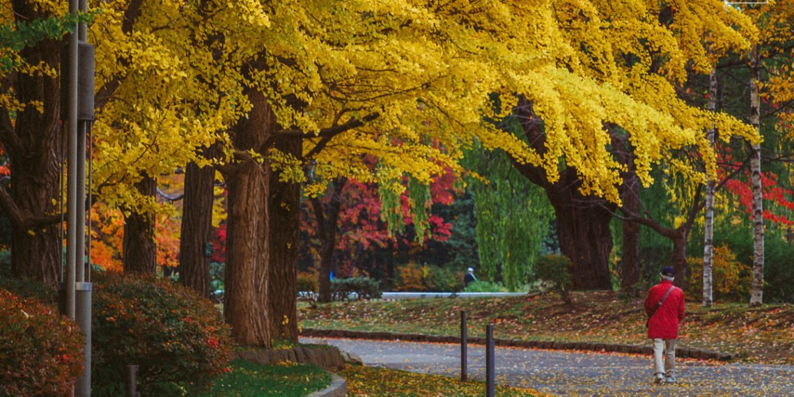 Sapporo's Fall Wonderland, Autumn in Sapporo Hokkaido Japan, Fall Foliage