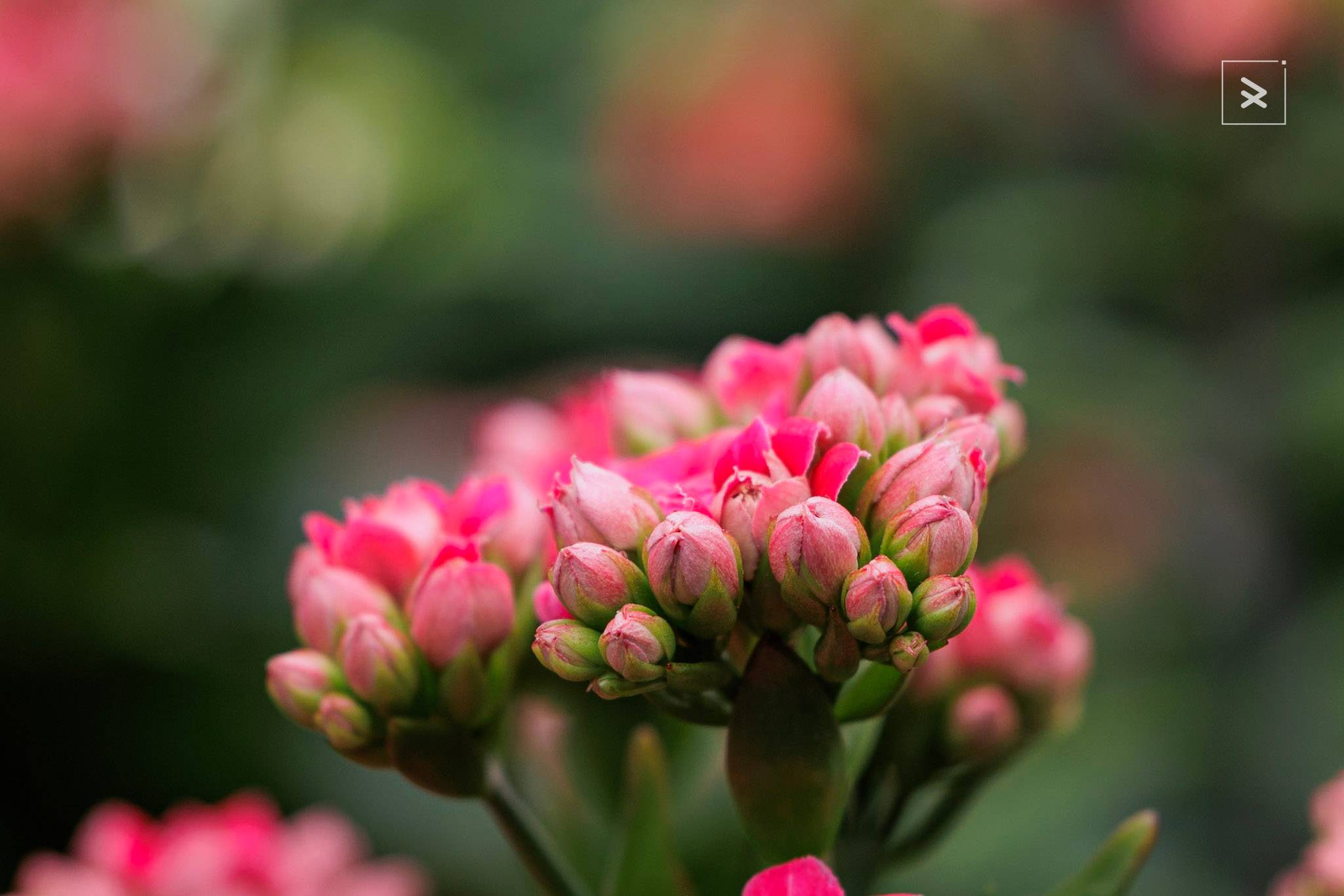 Learn 10 essential spring flower photography tips to capture stunning images. From lighting techniques to composition tricks, elevate your nature photography skills now.